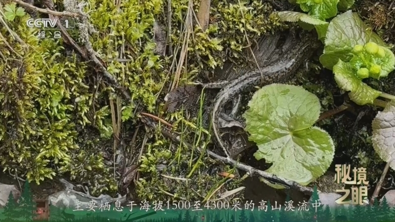 《秘境之眼》 西藏山溪鲵 20260722