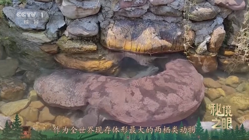 秘境之眼 《秘境之眼》 大鲵 20250913