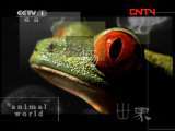 动物世界 《动物世界》 20111002