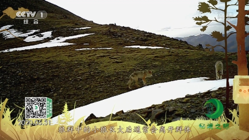 秘境之眼 《秘境之眼》 狼 20220605