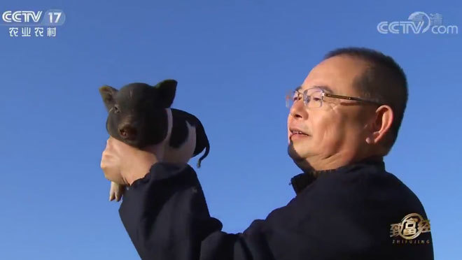 致富经 《致富经》 20200109 果树下的香猪财富