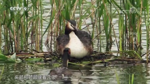 《晴雨梅天》 第五集 生命之歌