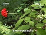 走近科学 《走近科学》 20151027 寻找大山里的宝贝