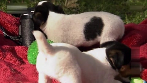 超模小狗初次登场