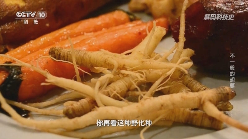 解码科技史 《解码科技史》 20230925 了不起的蔬菜——不一般的胡萝卜