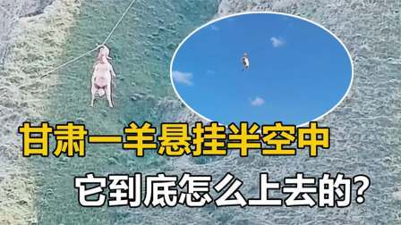 甘肃惊现神秘事件，一只羊悬挂在半空中，它到底怎么上去的