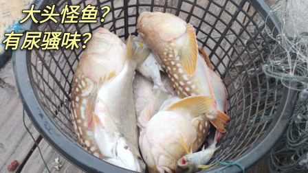 渔民连捉3条这种大头怪鱼，吃起来会有股怪味，但是却有人说好吃