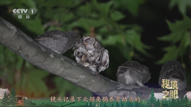 秘境之眼 《秘境之眼》 北领角鸮 20250709