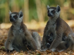 地球脉动第二季（Planet Earth II ）第1集：岛屿