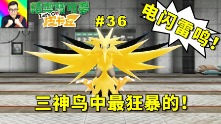 三神鸟中最不友好的闪电鸟！
