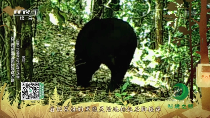 秘境之眼 《秘境之眼》 黑麂/白颈长尾雉/中华鬣羚/白鹇/豹猫/黑熊 20220208