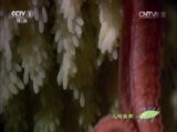人与自然 《人与自然》 20151124 生命——生命的挑战（下）