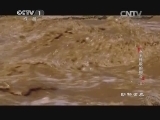 动物世界 《动物世界》 20141219 永不停歇的脚步（三）