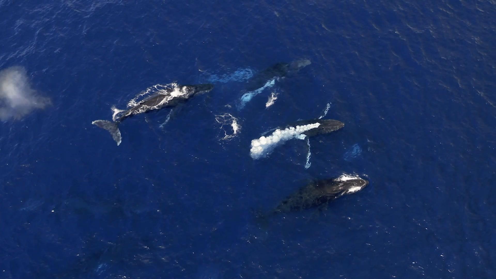 鲸的秘密 第2集