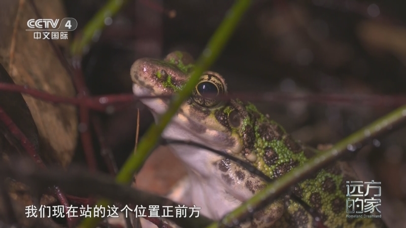 远方的家 《远方的家》 20250312 中国自然秘境 八闽之地 多彩画卷
