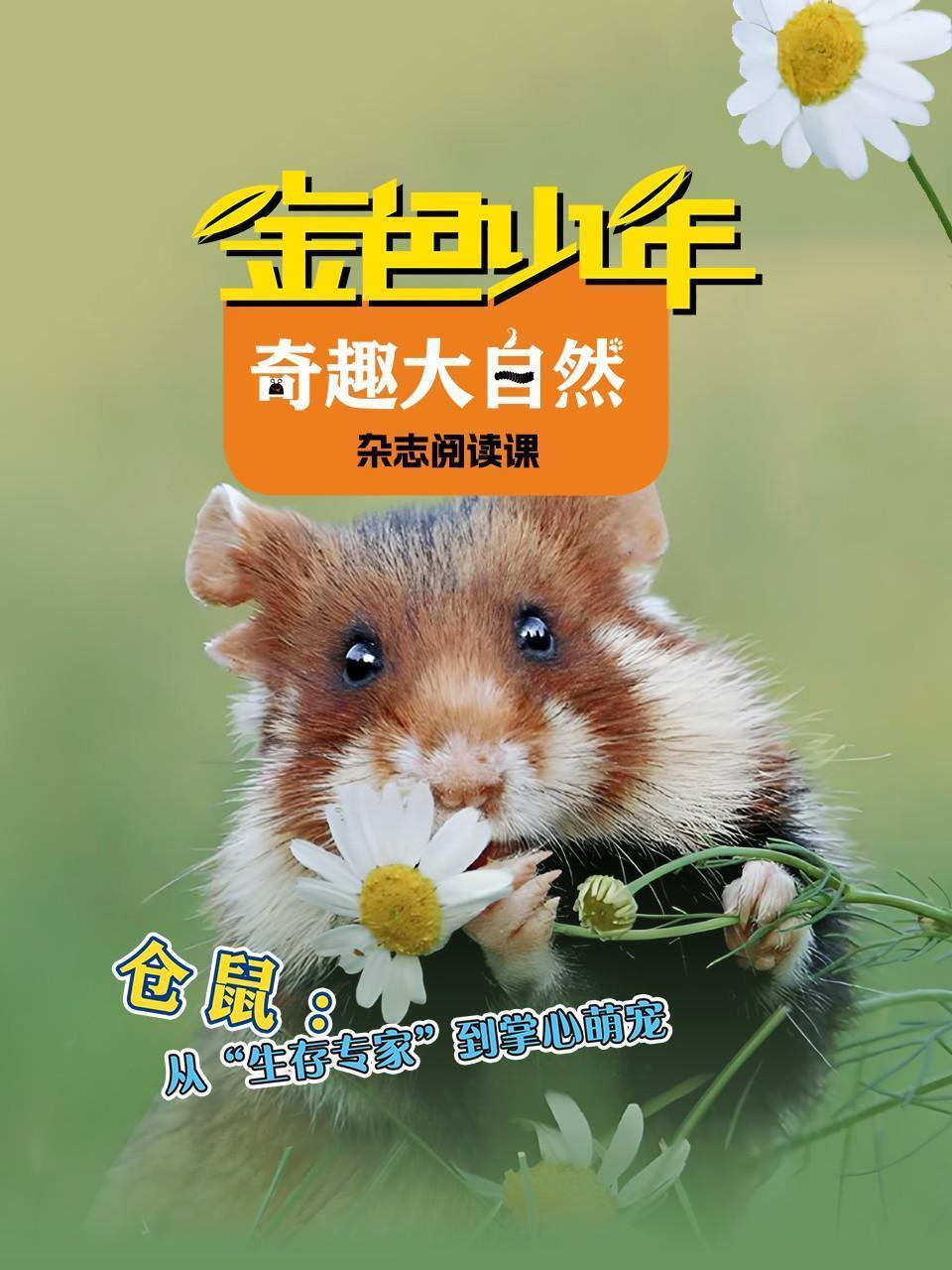 金色少年奇趣大自然：仓鼠，从生存专家到掌心萌宠