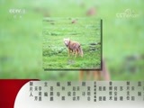 动物世界 《动物世界》 20171213 动物技能大比拼（三）