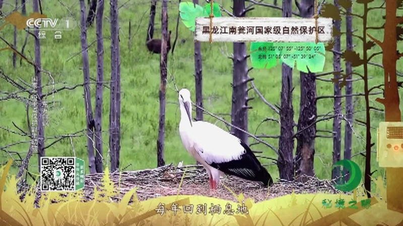 秘境之眼 《秘境之眼》 赤狐/狼/东方白鹳/冠斑犀鸟/黑颈鹤 20230201