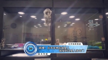 蓝天娱乐快报 2016 7月 台湾宠物店喵星人越狱到汪星人家串门 160702
