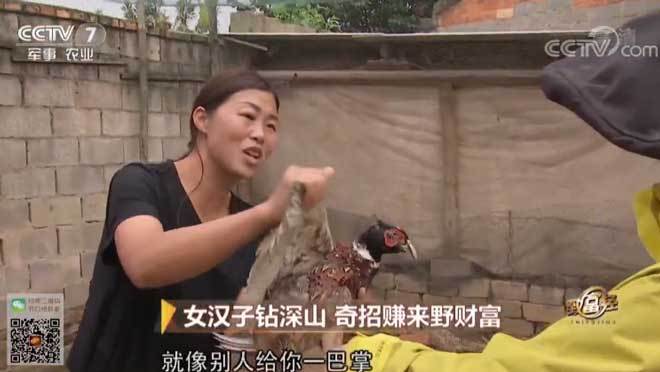 致富经 [致富经]女汉子钻深山 奇招赚来野财富 20190327