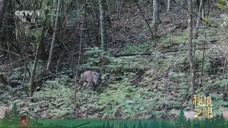 《秘境之眼》 毛冠鹿 20260303