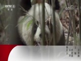 动物世界 《动物世界》 20180403 美食的诱惑