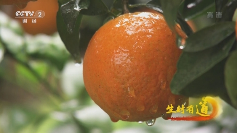 生财有道 《生财有道》 20220322 乡村振兴中国行——云南师宗：客车送外卖 特产漫山财