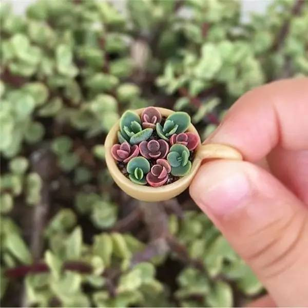 多肉见过不少,但没见过这么迷你的