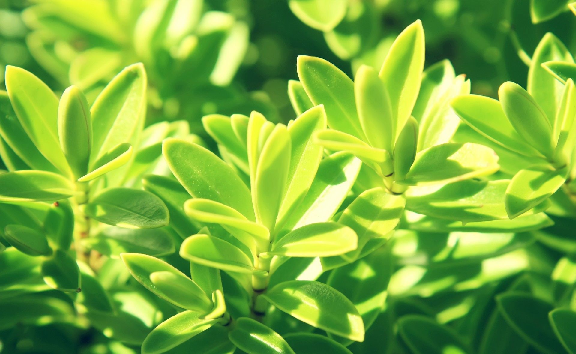 绝美风景 绿色小清新