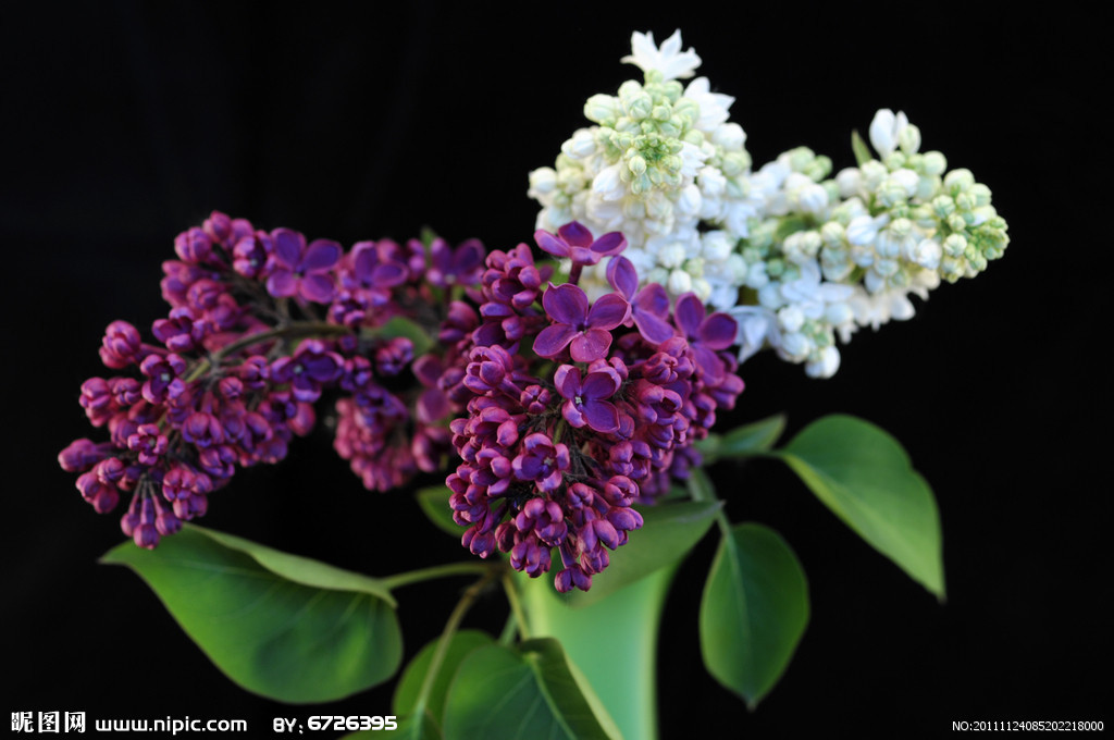 丁香花摄影图_丁香花_花草_生物世界_摄影图