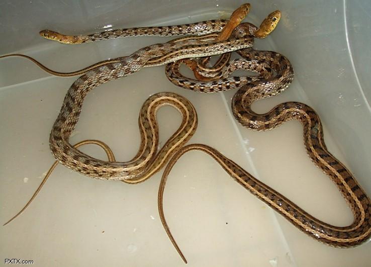 广州常见蛇图片