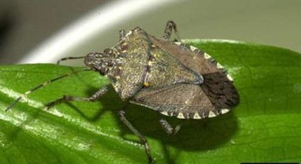 为什么放屁虫到了冬天会进我挂在阳台上的衣服?有什么预防方法吗?