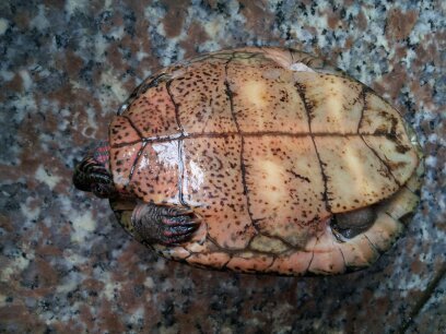 请问这是什么龟