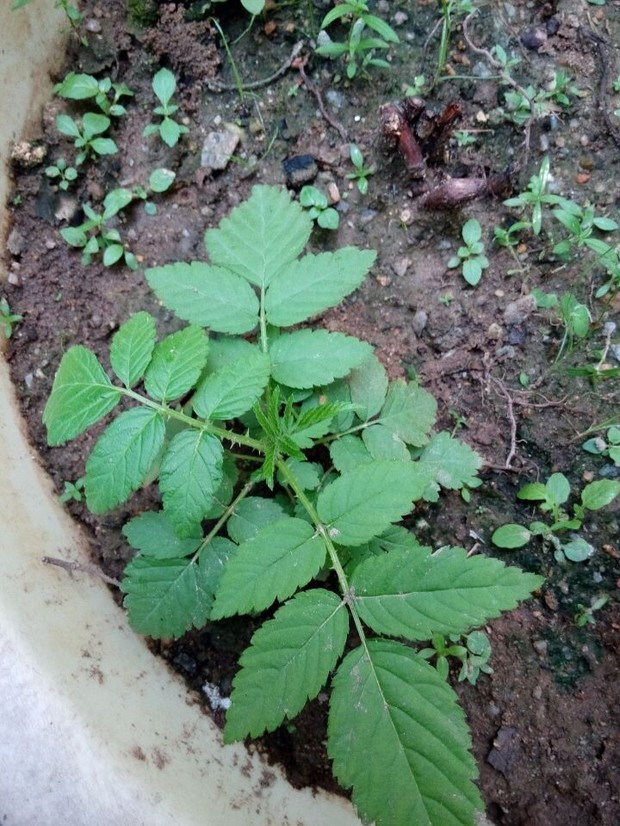 兩葉對生,葉有齒,葉莖有刺是什麼植物,請各位幫忙.