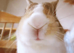 245_178gif 动态图 动图