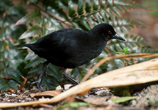 外形特征 亨岛田鸡是在波利尼西亚中最后存留下来不能飞的秧鸡科的