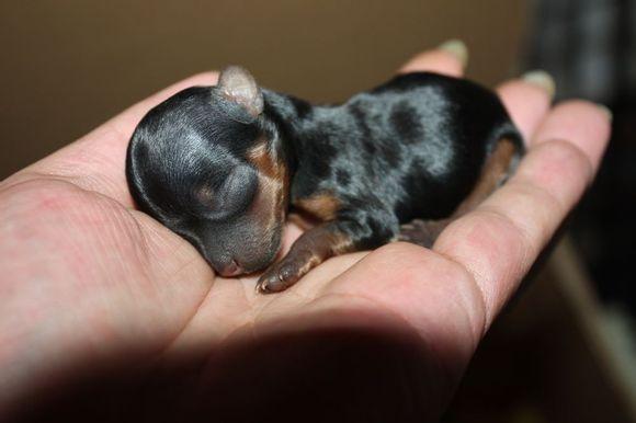 刚生下来的茶杯犬有多少克?成年多少克?