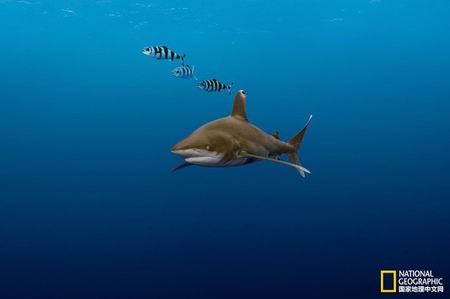 远洋白鳍鲨和领航鱼保持着和谐的关系,但与人类的关系则出现了问题.