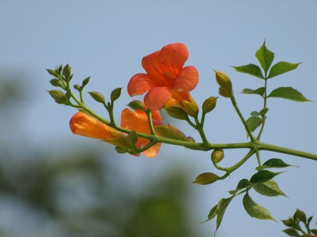 凌霄的嫩叶是什么颜色