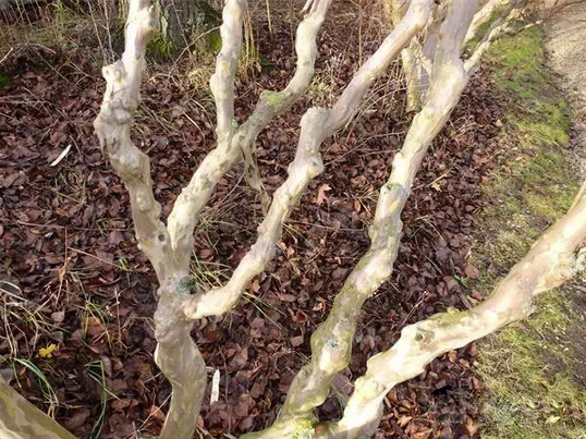 痒痒树为什么会怕痒痒