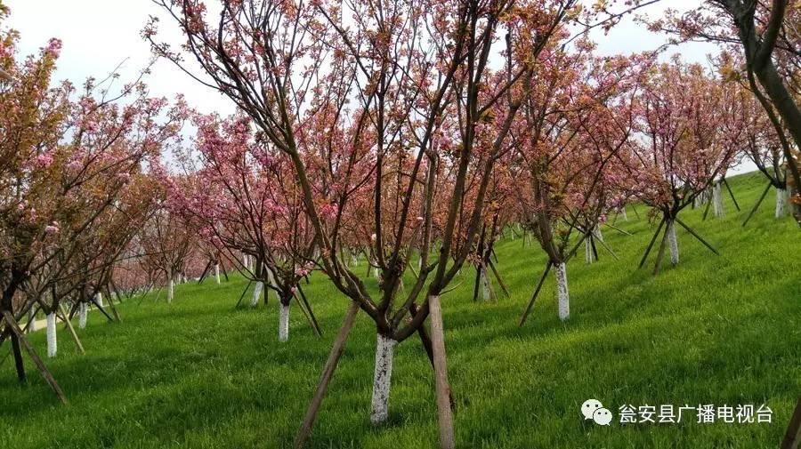 樱花季|四月,我在猴场樱花树下等你哟,不见不散!