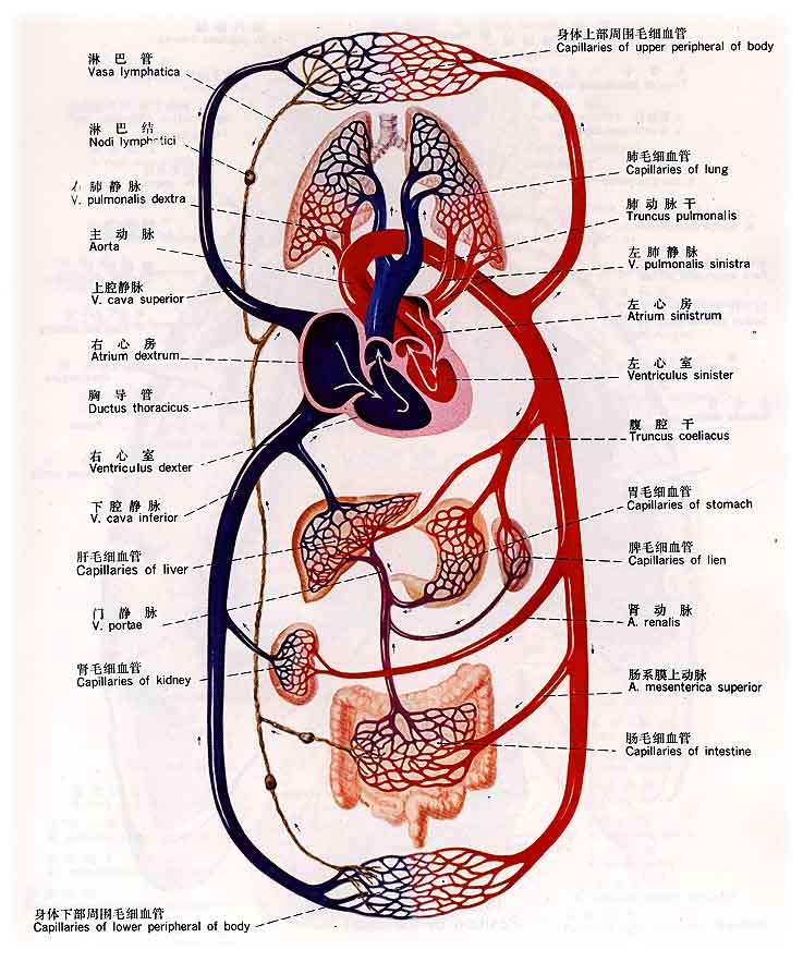 淋巴系统_好搜百科