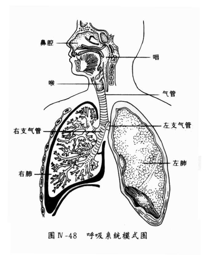 呼吸系统简易图图片