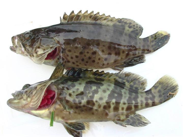 鲈麻石斑鱼图片