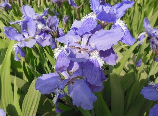 求学名.百度了没扇子花这一说.