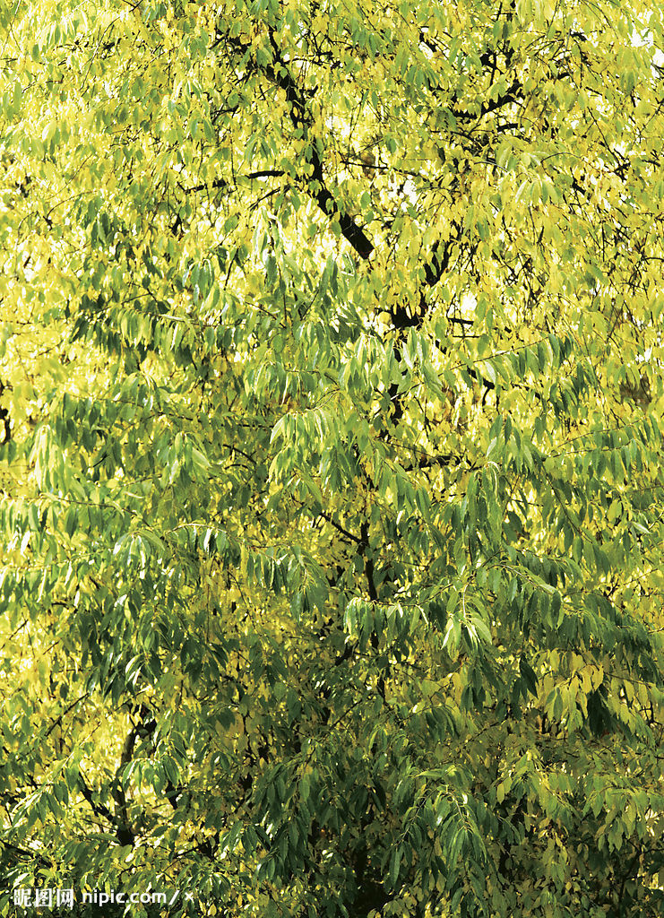 >> 文章内容 >> 枝繁叶茂的词语接龙集锦  枝繁