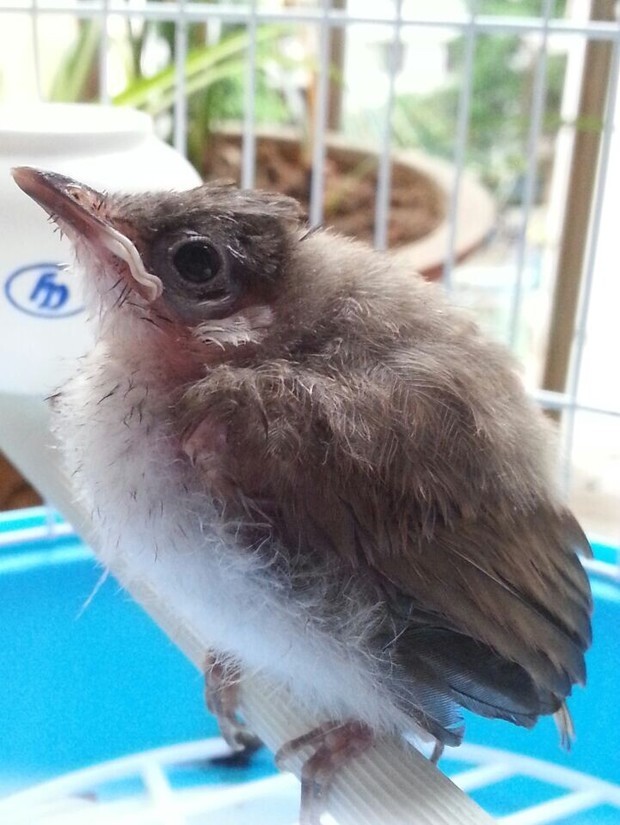 头上有冠的是什么鸟