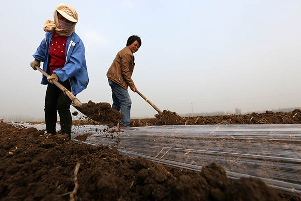 山东郯城:早春土豆播种忙