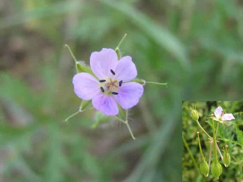 牻牛儿苗科-360百科
