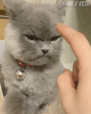 【gif】这样的臭脸萌宠你爱吗?